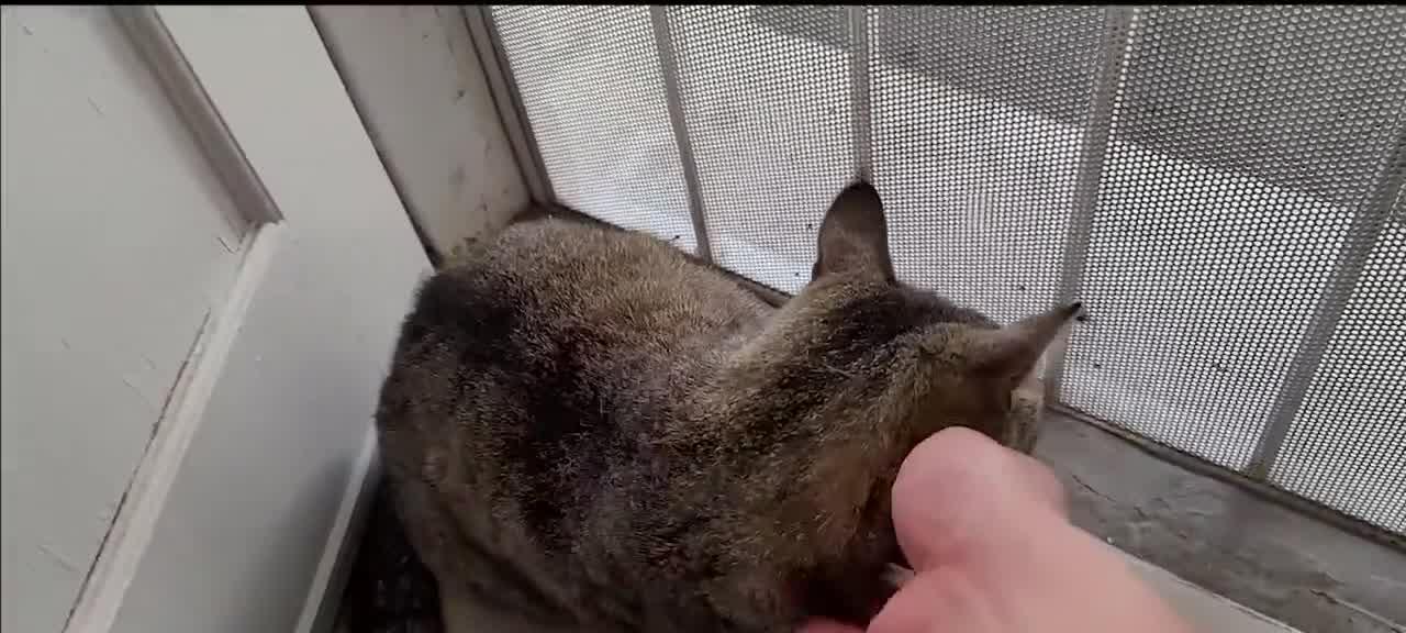 Winky the cat needs a brushing