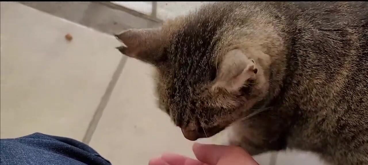 Giving Winky treats after deshedding