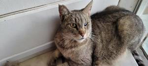 Cat DeShedding Tool Review: Keeping Winky Cool and Happy