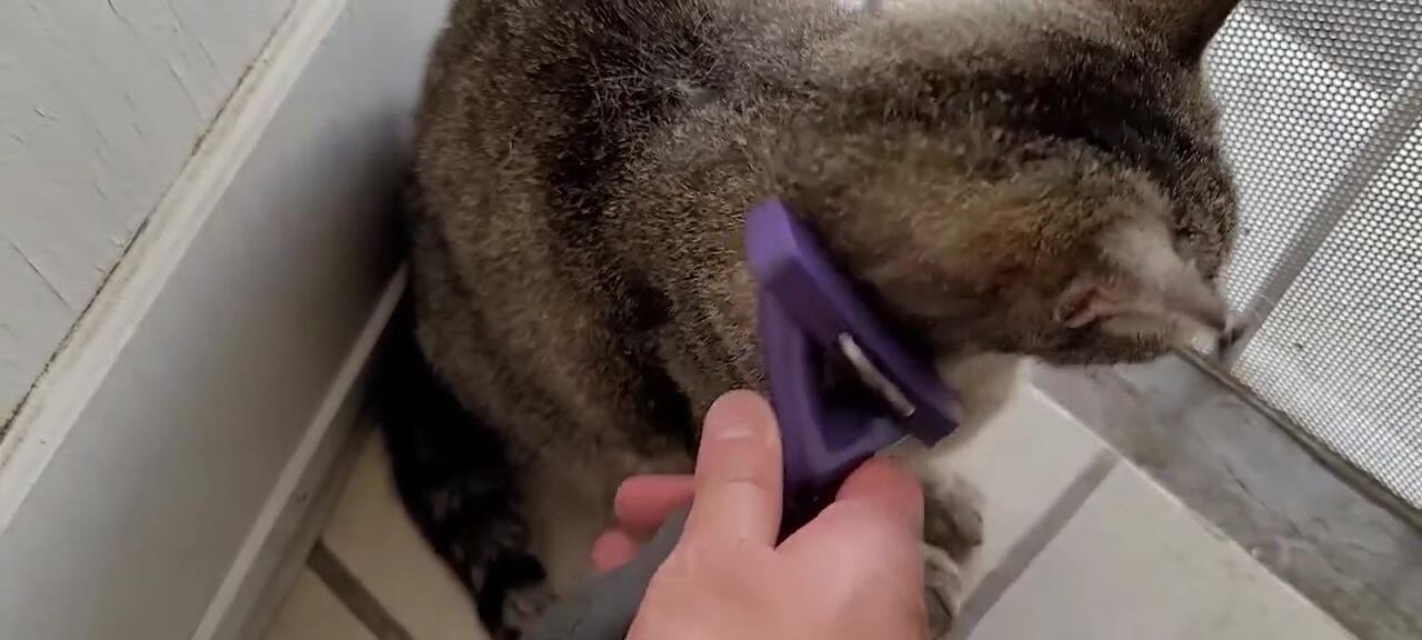 De-shedding tool in use