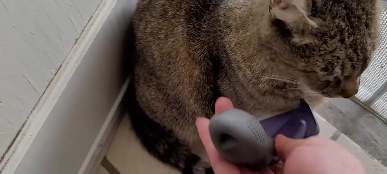 Overheating can make cats sick