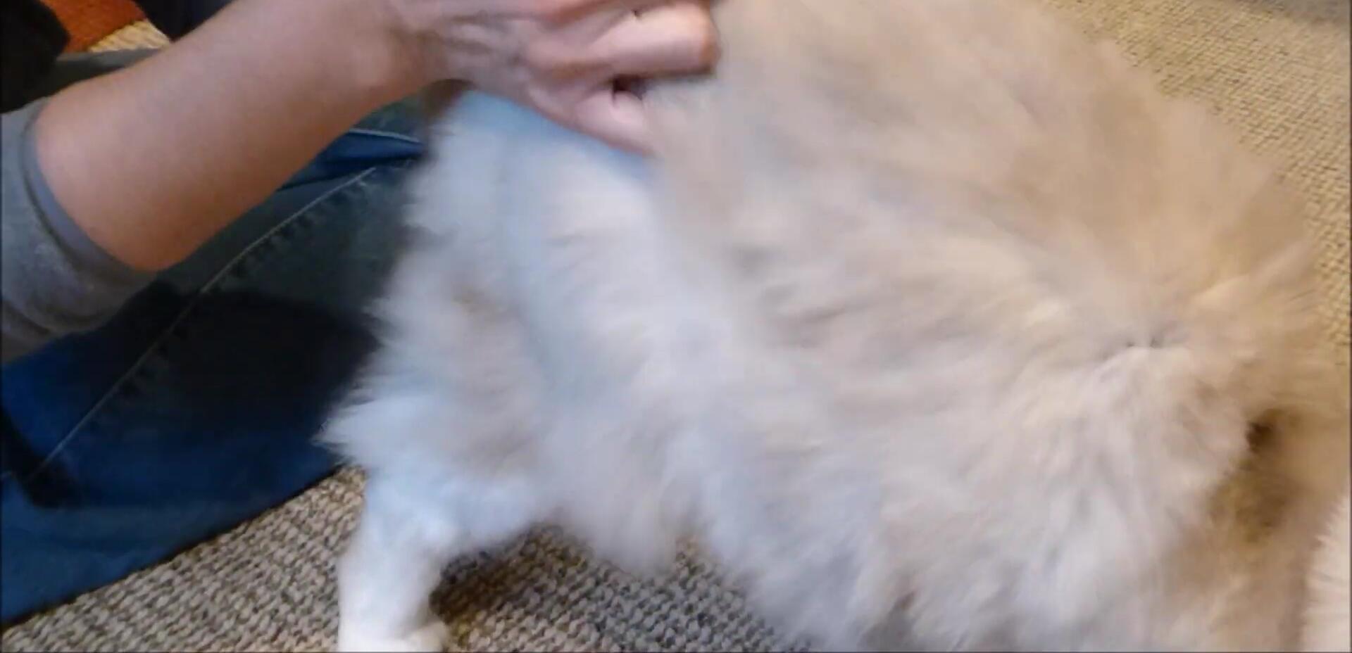 Camus, Murphy's half-brother, being groomed with the EZ-Groomer comb.