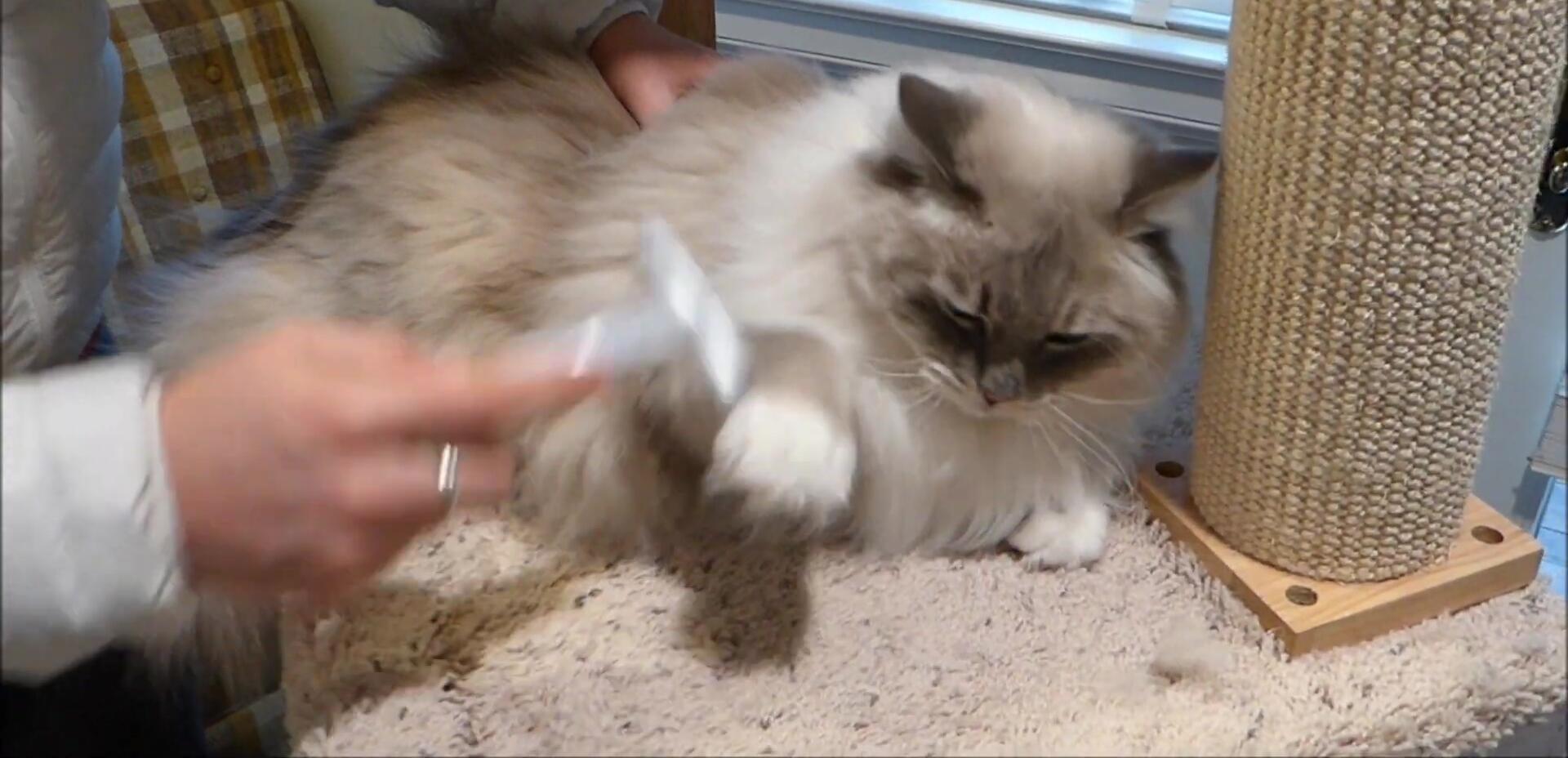 The reviewer's other cats, Charlie and Trigg, who dislike being groomed.