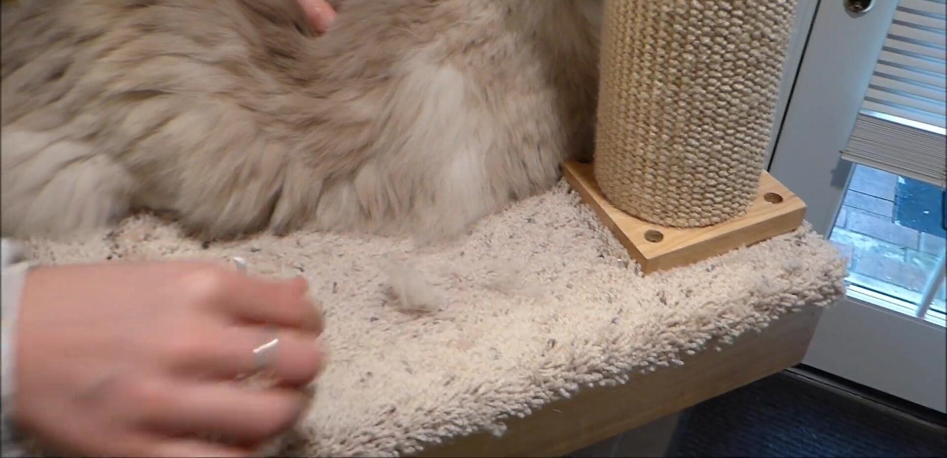 A significant amount of hair removed from Trigg's coat.