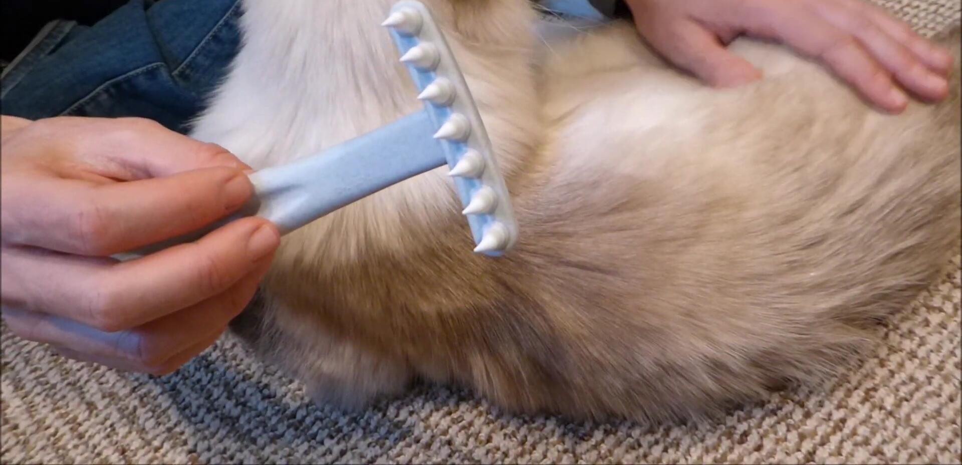 Image of salmon jawbones, highlighting the inspiration behind the comb design.