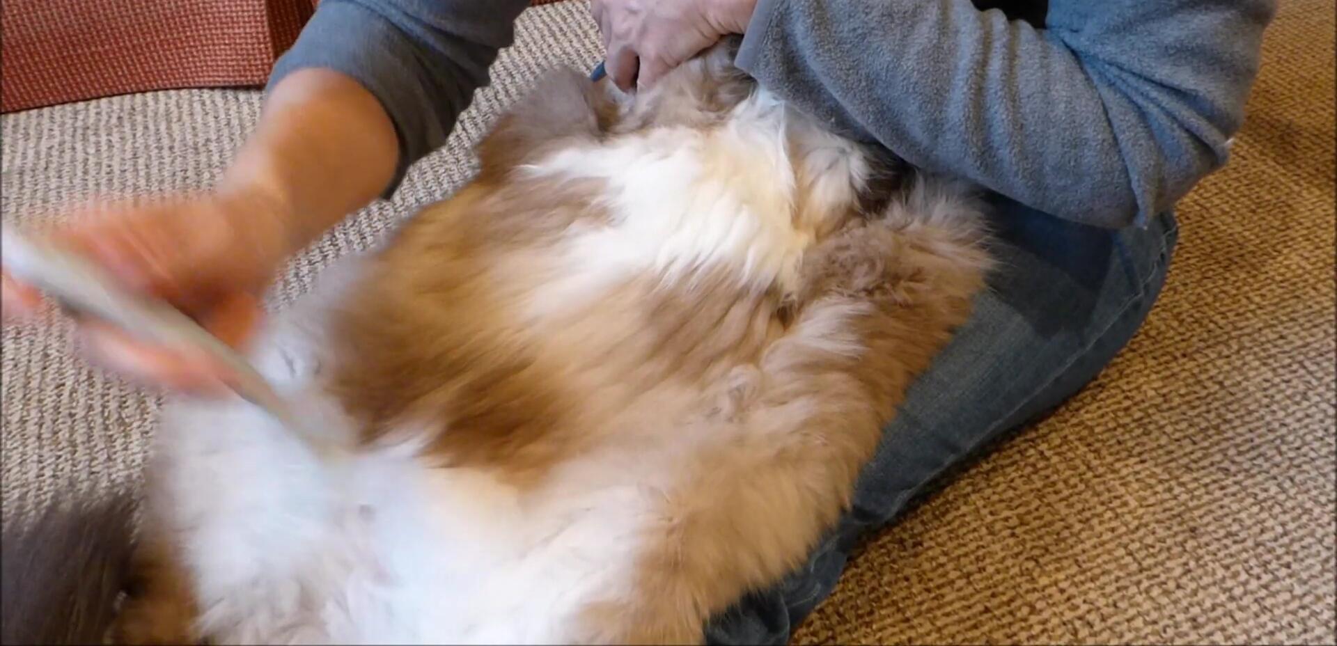 Comparison shot showing the EZ-Groomer comb next to a Furminator.