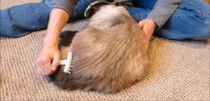 EZ-Groomer Cat Comb Review: Best for Long-Haired Cats?