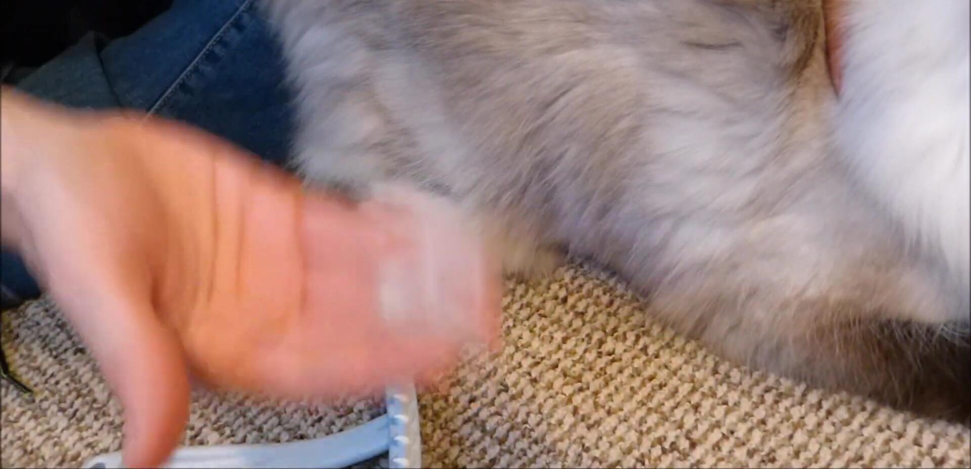 A large clump of fur removed from Murphy's coat.