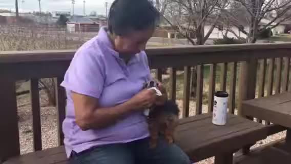 Holding a small dog close during tooth cleaning
