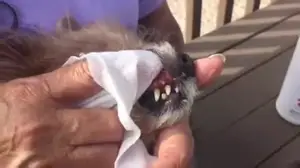 Dog and Cat Tooth Cleaning: A Step-by-Step Guide with Tooth & Gum Pet Wipes Review