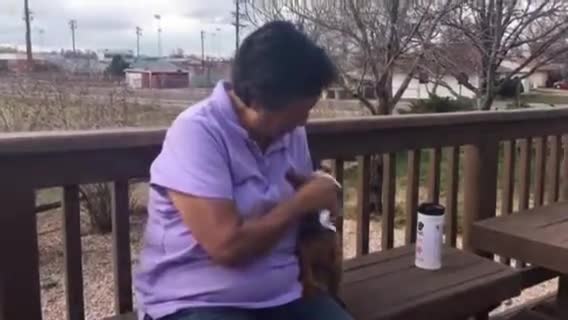 Gently opening a dog's mouth for cleaning