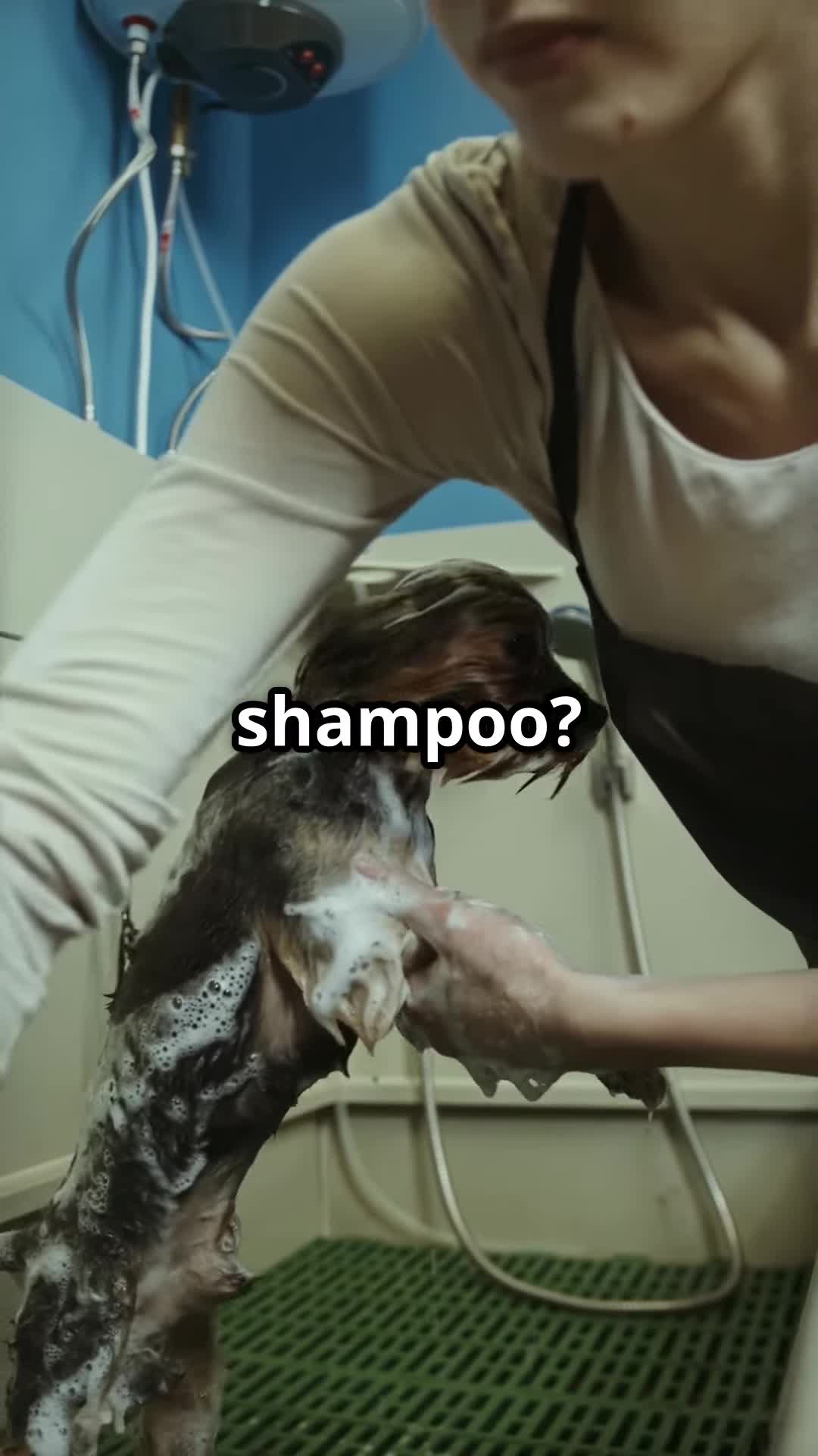 Image depicting a bottle of human shampoo and a bottle of dog shampoo, highlighting the inappropriateness for cats.