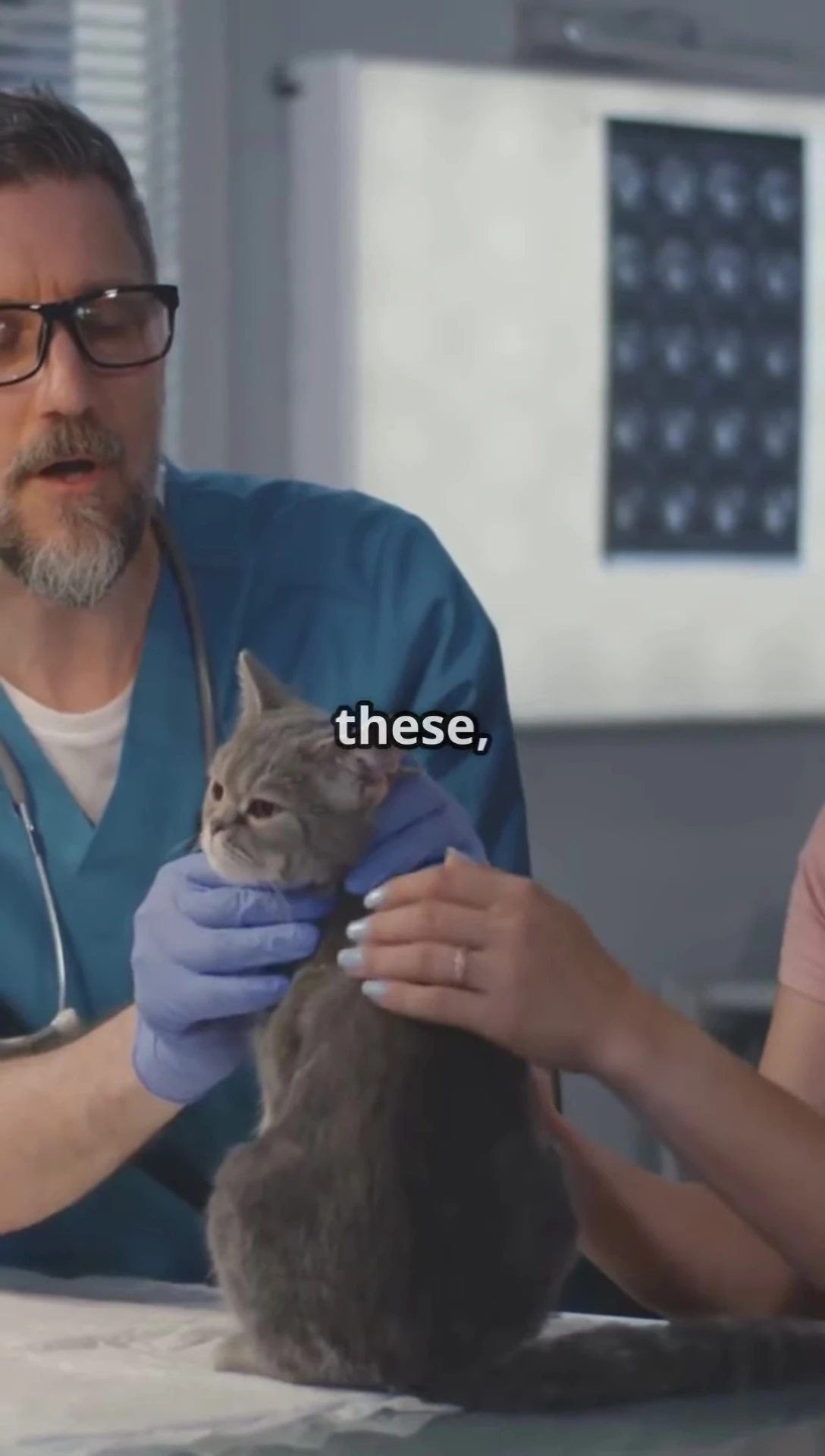 A graphic illustrating the effects of toxic ingredients on a cat's liver.