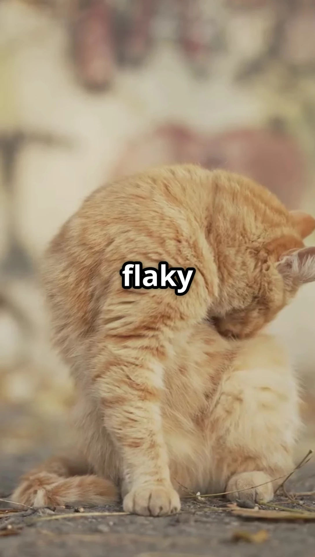 Image of a cat showing signs of skin irritation, such as redness or scratching.