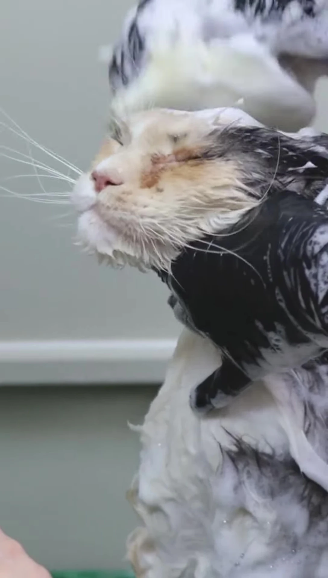Happy cat being petted, symbolizing overall well-being.
