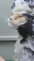Cat Shampoo Safety: Choosing the Right Product for Your Feline Friend