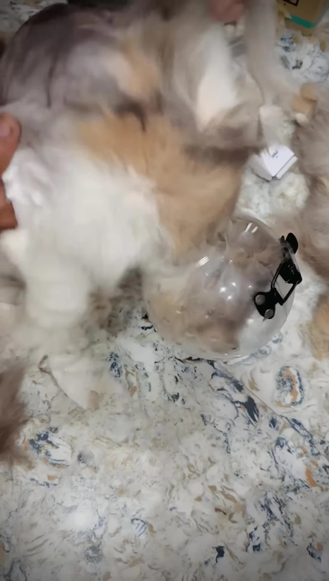 A groomer gently handling a cat during the grooming process.