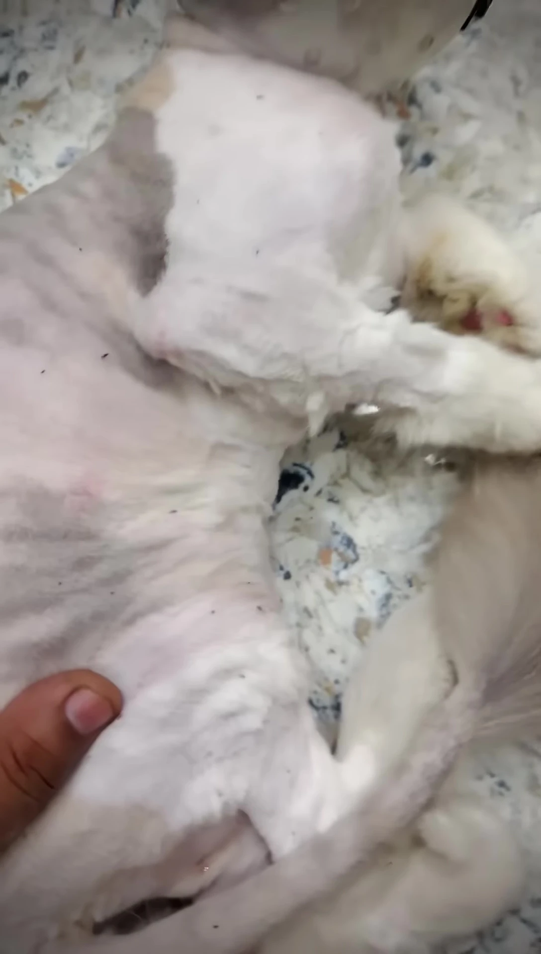 Image showing lice on the cat's fur.