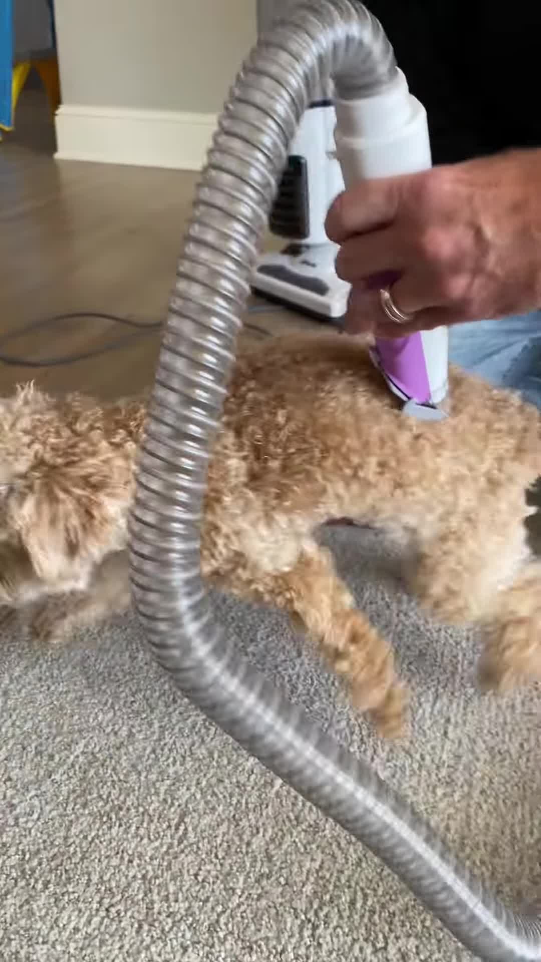Close-up of the Georude pet grooming kit and vacuum.