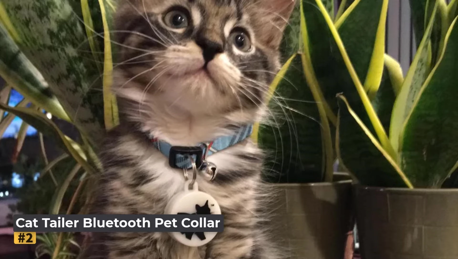 Cat Taylor Bluetooth tracker shown on a collar
