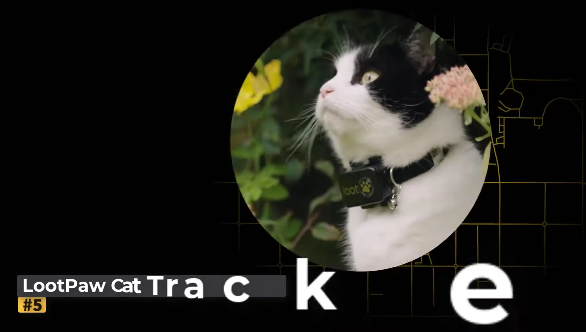 Loop Paw Cat Tracker Collar shown on a cat