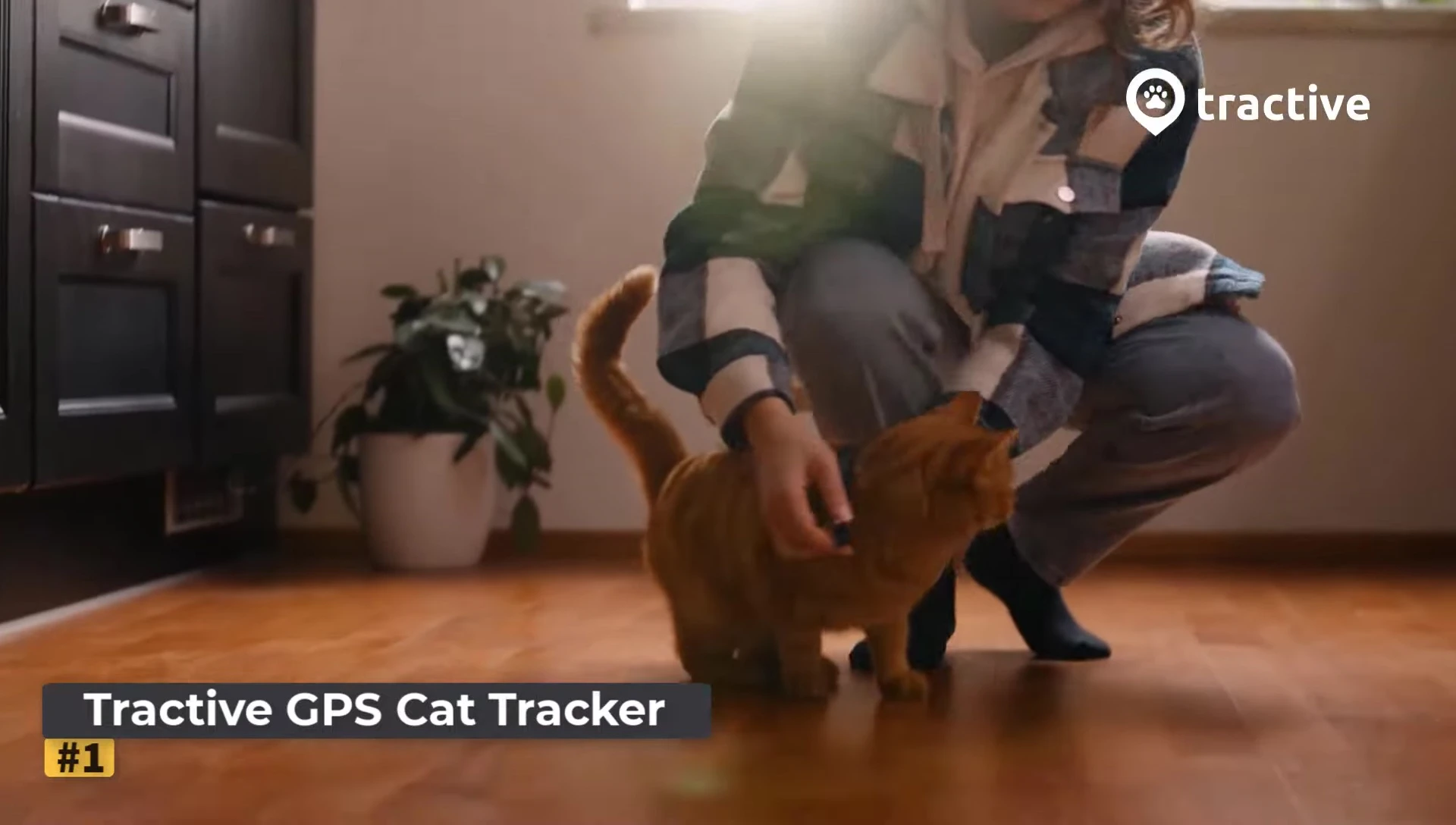 Tractive GPS tracker on a cat