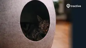 Top 5 GPS Cat Trackers with Long Battery Life (2025 Review)