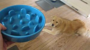 Le Tauci Slow Feeder Dog Bowl Review: Ceramic Durability & Eating Habits