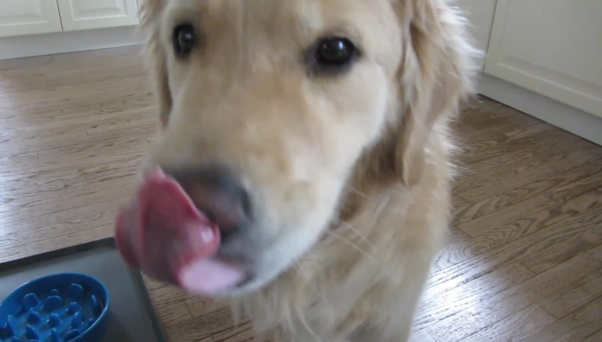 The dog owner is congratulating and praising their dog for finishing the meal.