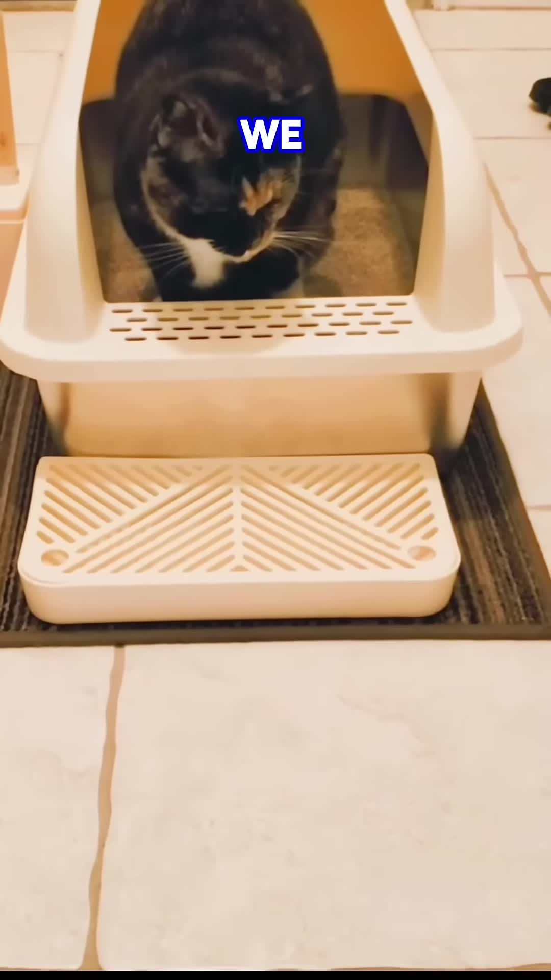 Reesei, the rescued cat, before the litter box change.