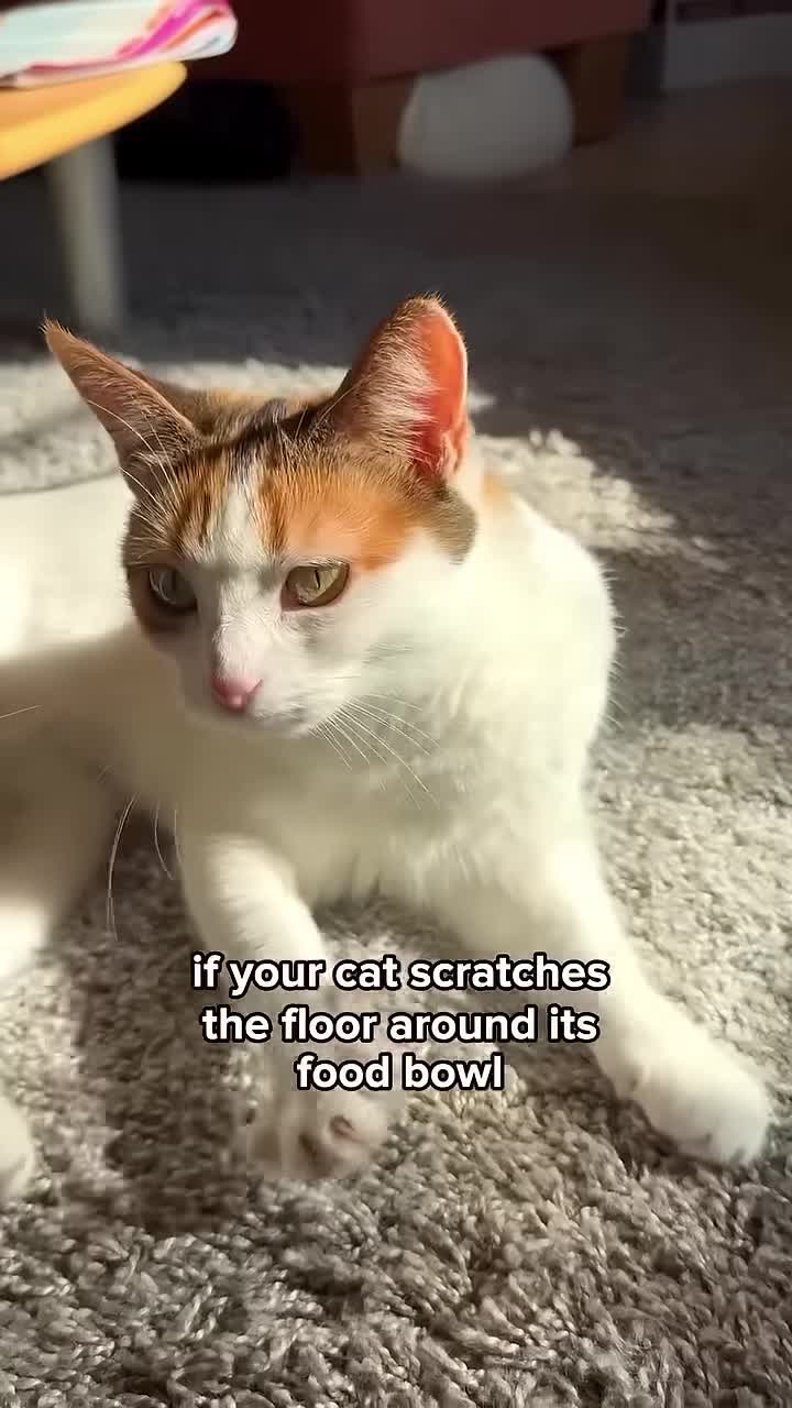 A cat scratching near its litter box