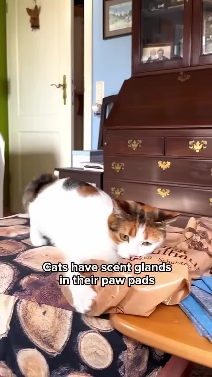 Close-up of a cat's paw