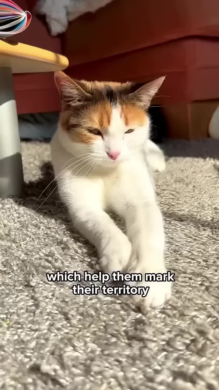 A cat near its food bowl