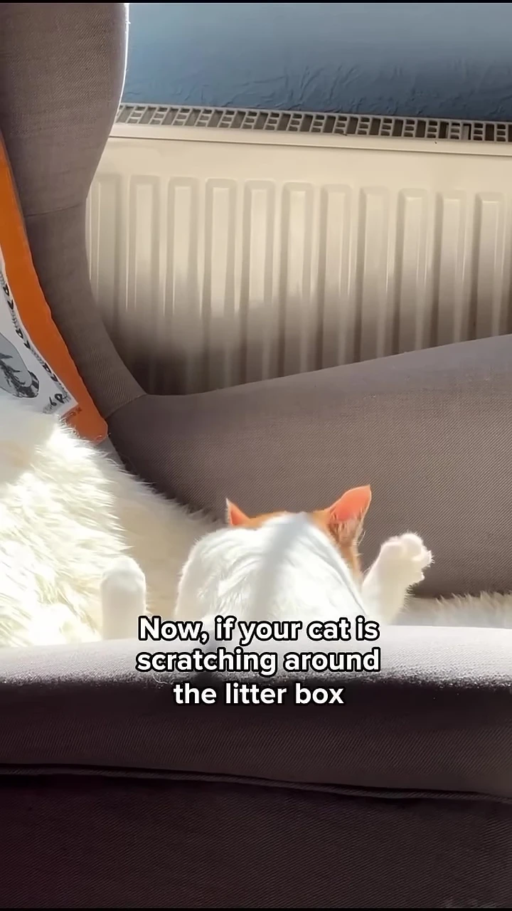 A cat near its litter box