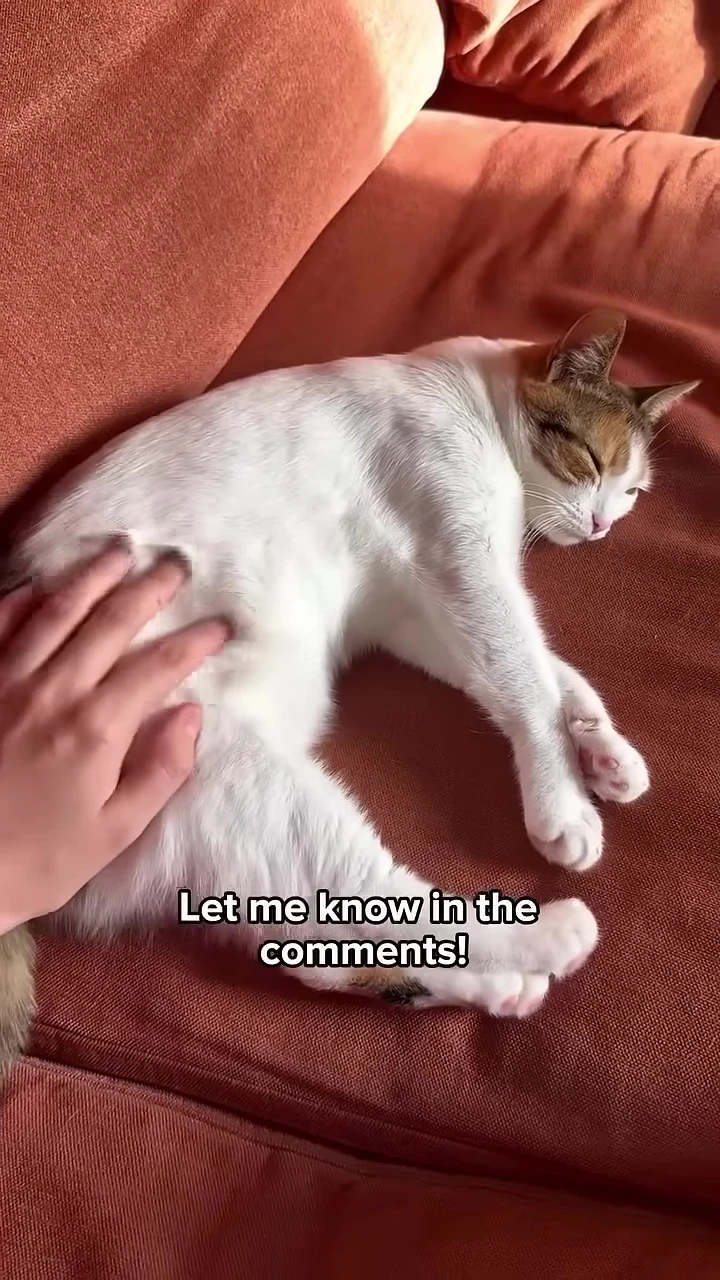 A happy cat