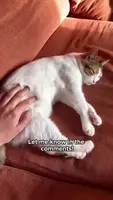 Cat Scratching Behavior: Understanding Why Cats Scratch Around Food and Litter Boxes