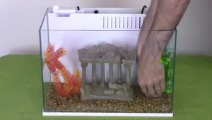 Budget-Friendly Desk Aquarium Setup: A 5-Gallon Freshwater Guide
