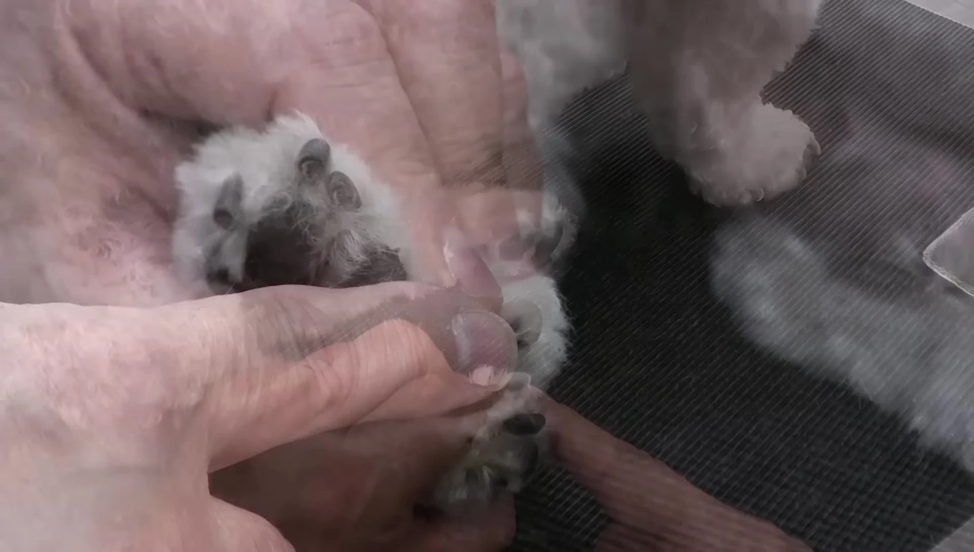 The groomer pointing to a clear nail on the dog's back paw.
