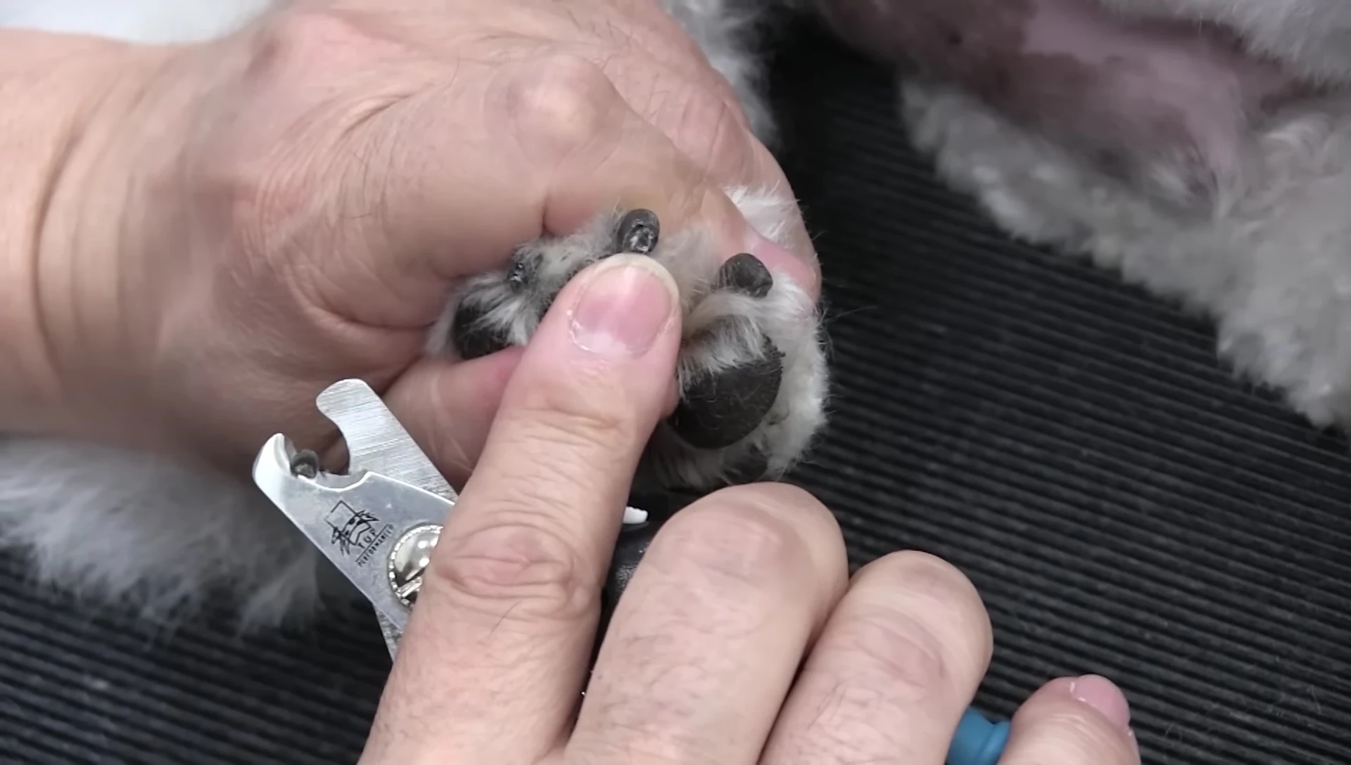 The groomer showing a close-up of the vein location in a back nail.