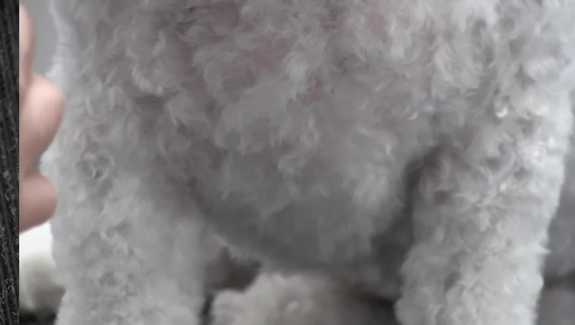 Close-up of a dog's paw showing both clear and dark nails.