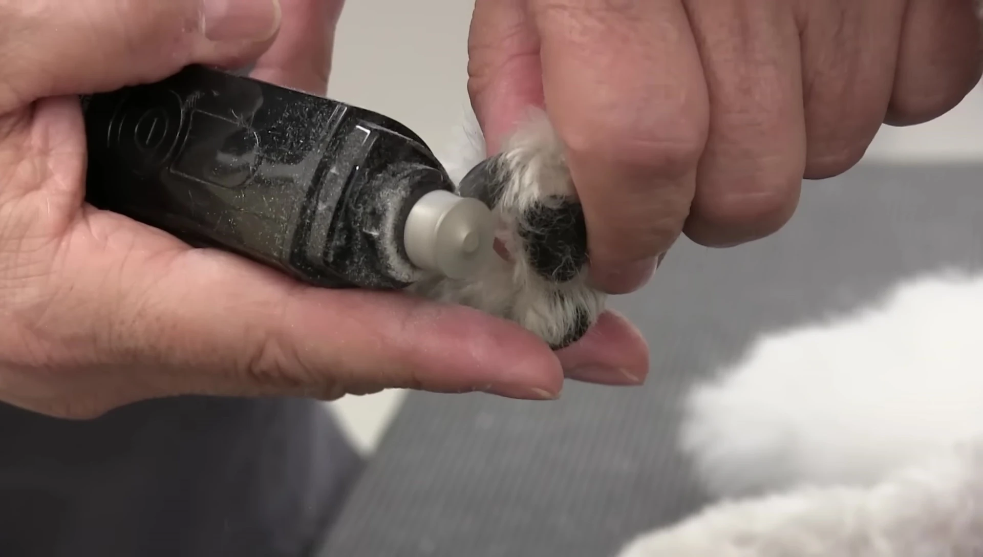 The groomer using the grinder to shape the dog's nail.