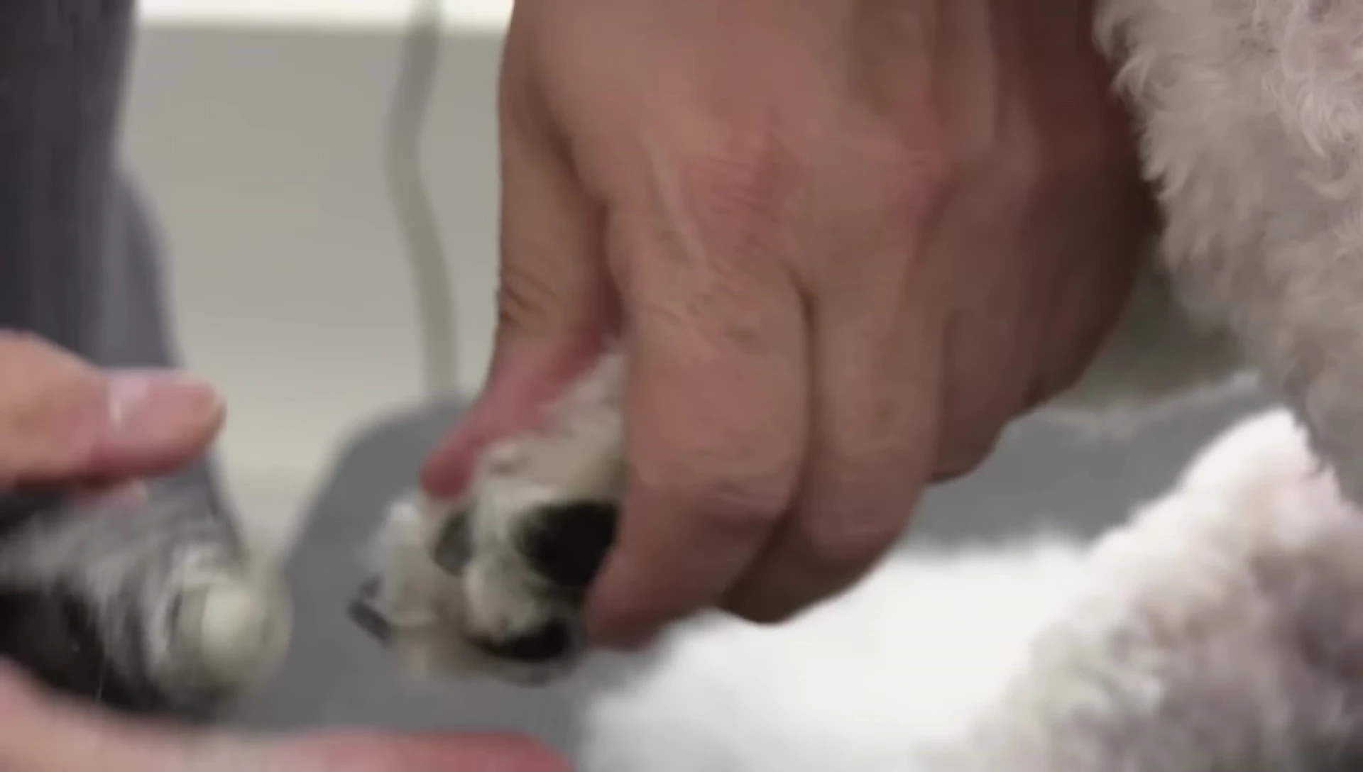 The dog's nails after being trimmed with clippers and grinder.