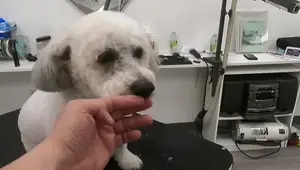 Dog Nail Clipping: Tips for Dark Nails & Avoiding Quick Cuts