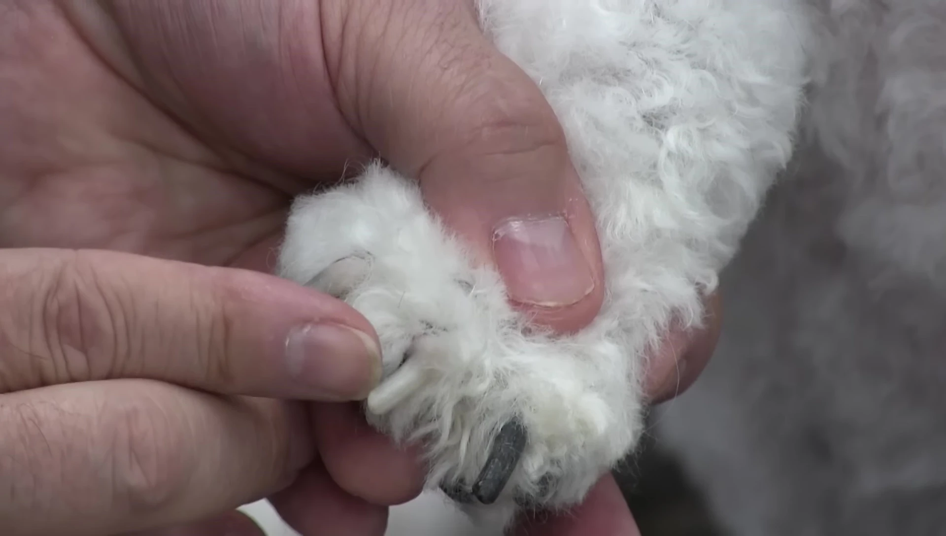 The groomer pointing to the approximate location of the vein on a dark nail.