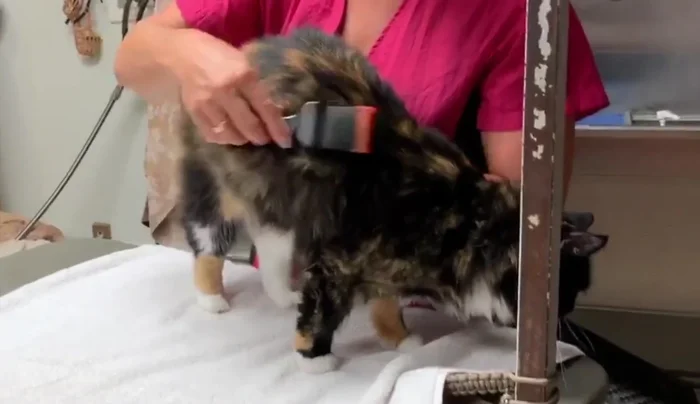 Pre-brush your cat to loosen loose hair.