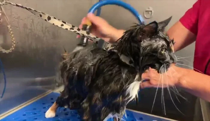 Apply conditioner diluted with water, working it through the coat.