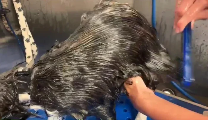 Use a rotating toothed comb to gently remove loose hair, following the lay of the coat.