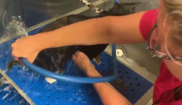 Thoroughly rinse the conditioner.