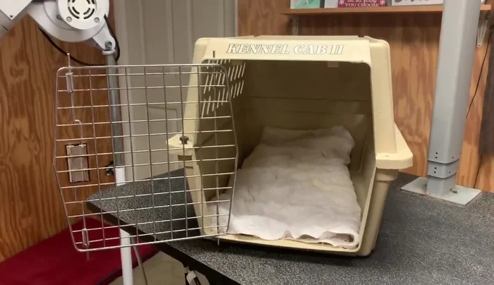 Use a stand dryer or low-heat hairdryer to further dry your cat, ensuring the coat isn't excessively wet.