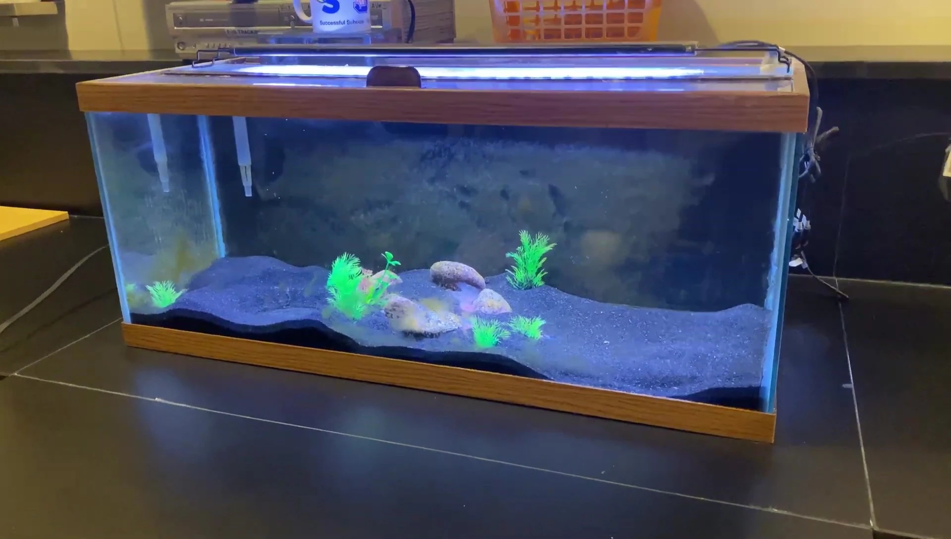 The dirty 20-gallon long tank before cleaning